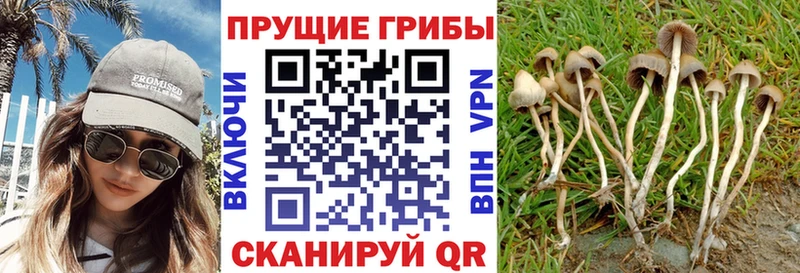 купить наркоту  omg ссылка  Псилоцибиновые грибы MAGIC MUSHROOMS  Макарьев 